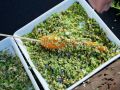 Ment_orCharityGolfClassic2024_TheChefsGardenCarrot_EricVitalePhotography-214
