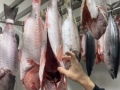 Heejin-Choi-hanging-fishIMG_3990