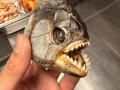 Ryan-Rivera-fish-head