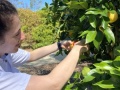 Shir-Avinadav_Lemons_Brae
