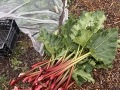 ShirAvinadav_Rhubarb_Brae