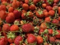 ShirAvinadav_Strawberries_Brae