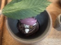 Chestnut-chocolate-dessertZ.-Brass