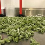 Rolling lovage cavatelli